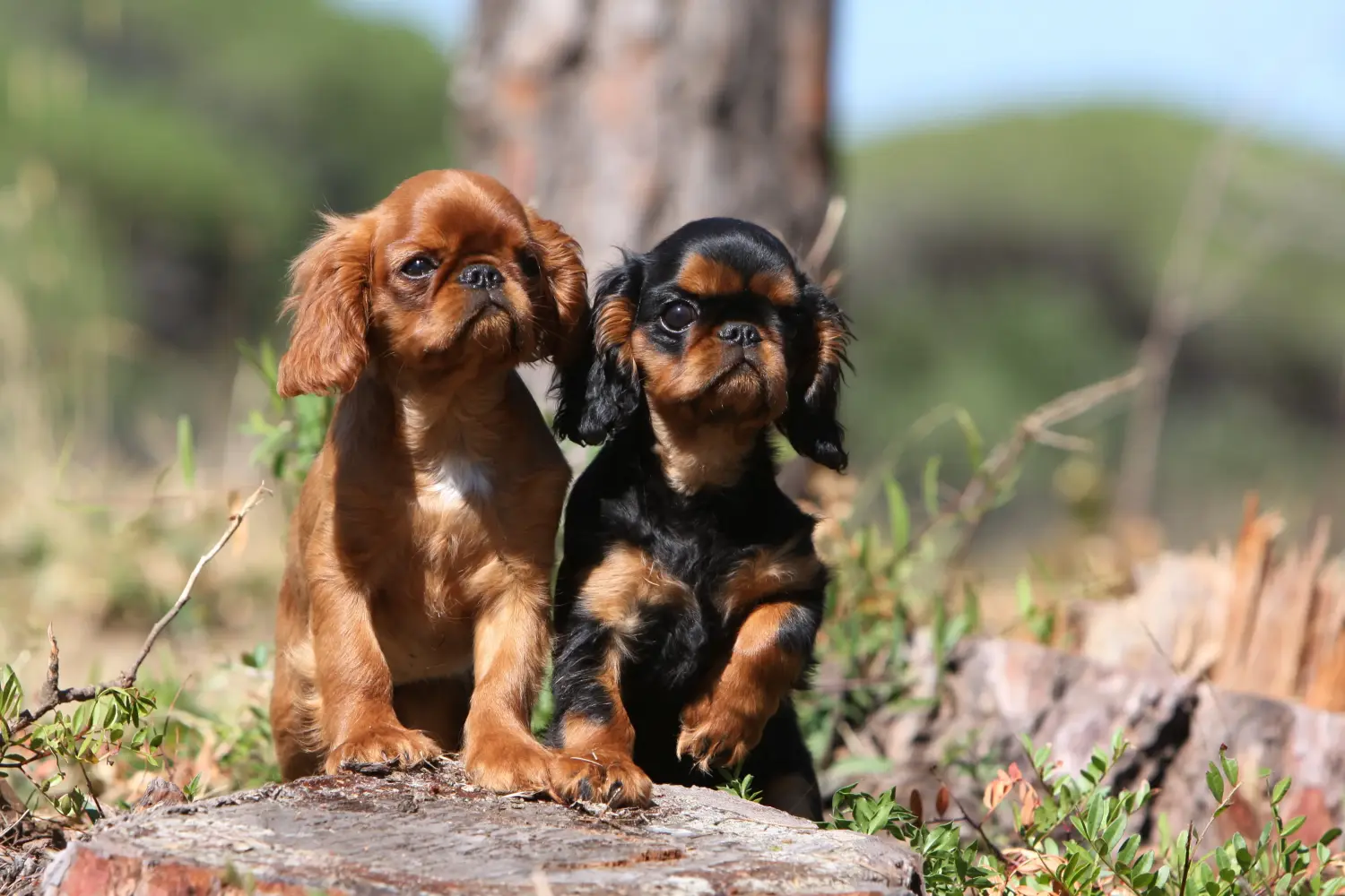 Koupit si štěně King Charles španěla znamená převzít odpovědnost! Prodám štěňata King Charles španěla.