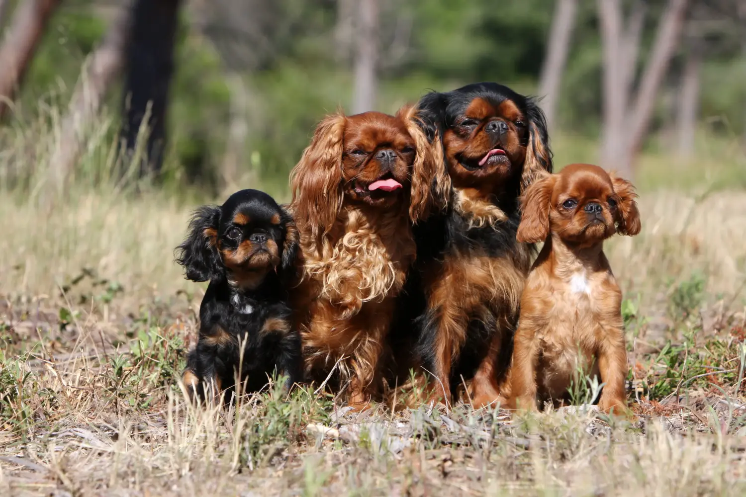 Koupit si štěně King Charles španěla znamená převzít odpovědnost! Prodám štěňata King Charles španěla.