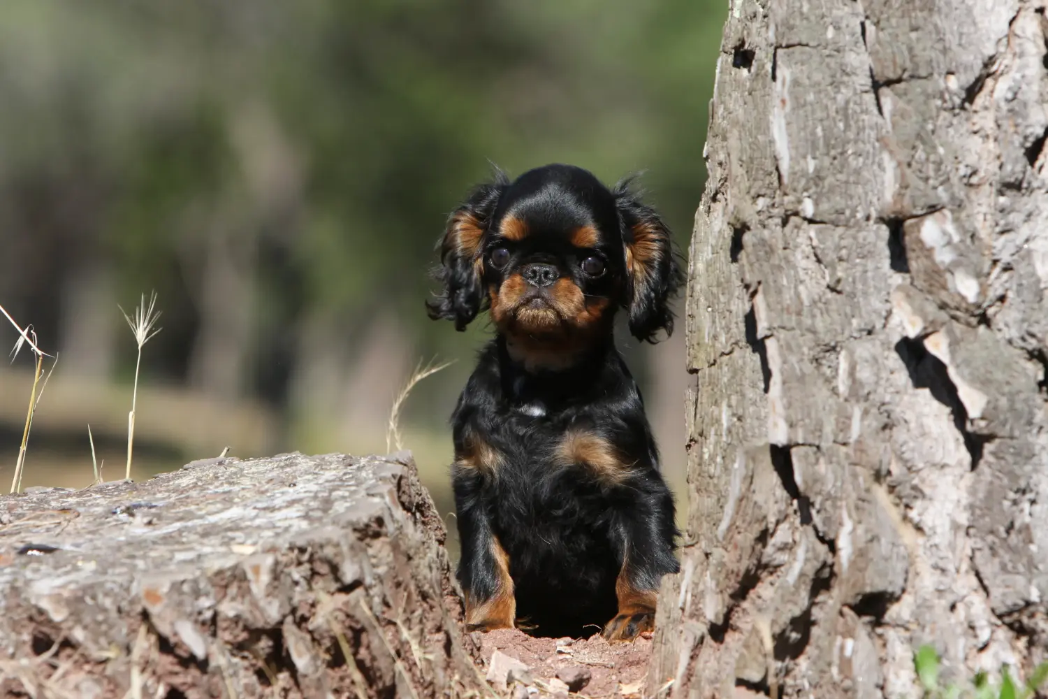 Koupit si štěně King Charles španěla znamená převzít odpovědnost! Prodám štěňata King Charles španěla.