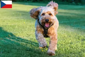 Přečtete si více ze článku Chovatelé a štěňata kakadu v České republice