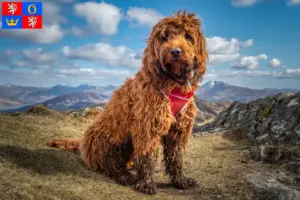 Přečtete si více ze článku Chovatelé kokršpanělů a štěňat v Hradci Králové