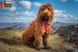 Přečtete si více ze článku Chovatelé kokršpanělů a štěňat na jižní Moravě