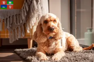 Přečtete si více ze článku Chovatelé kokršpanělů a štěňat v Ústí