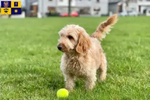 Přečtete si více ze článku Chovatelé kokršpanělů a štěňat ve Zlíně