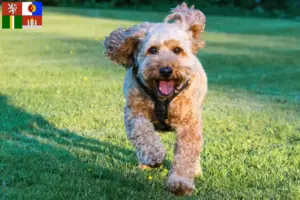 Přečtete si více ze článku Chovatelé kokršpanělů a štěňat v Jihočeském kraji