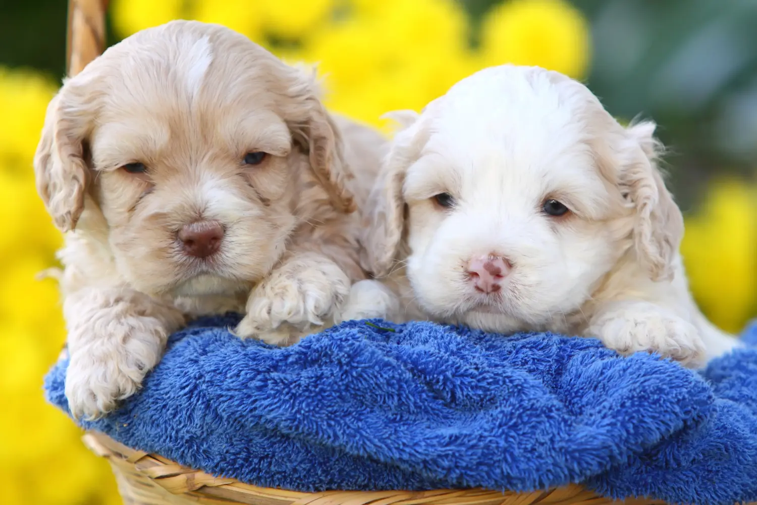 Koupě štěněte kokršpaněla znamená převzetí zodpovědnosti! Prodám štěňata kokršpanělů.