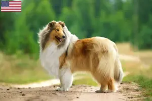 Přečtete si více ze článku Chovatelé kolií a štěňat v USA