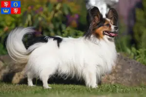 Přečtete si více ze článku Kontinentální trpasličí španěl – chovatelé a štěňata v Hradci Králové