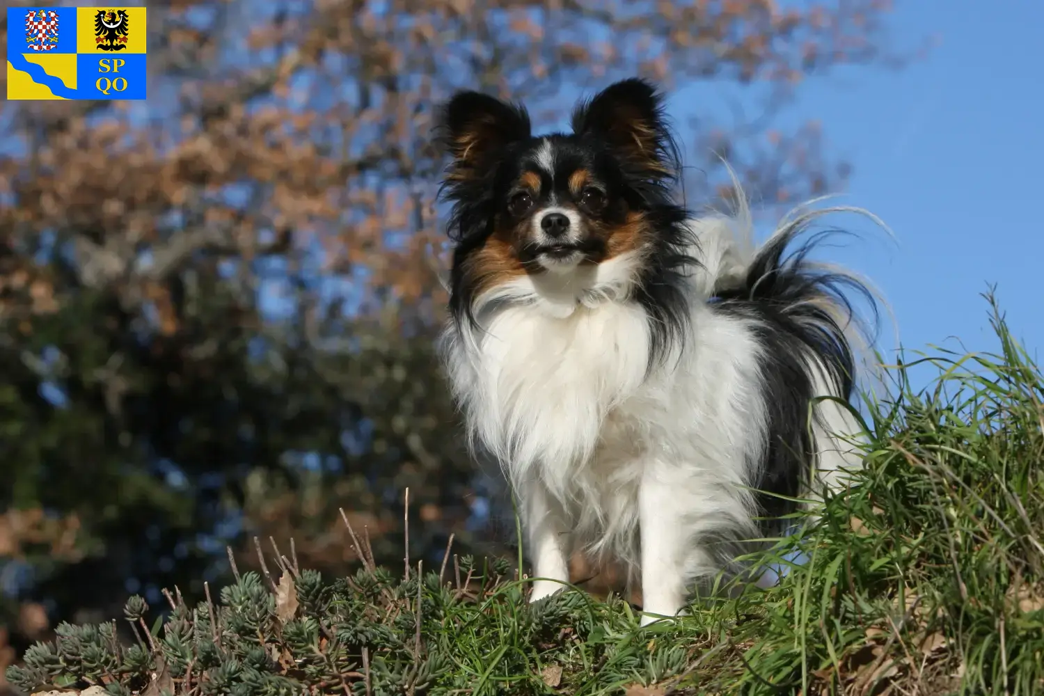Přečtete si více ze článku Kontinentální trpasličí španěl – chovatelé a štěňata v Olomouci