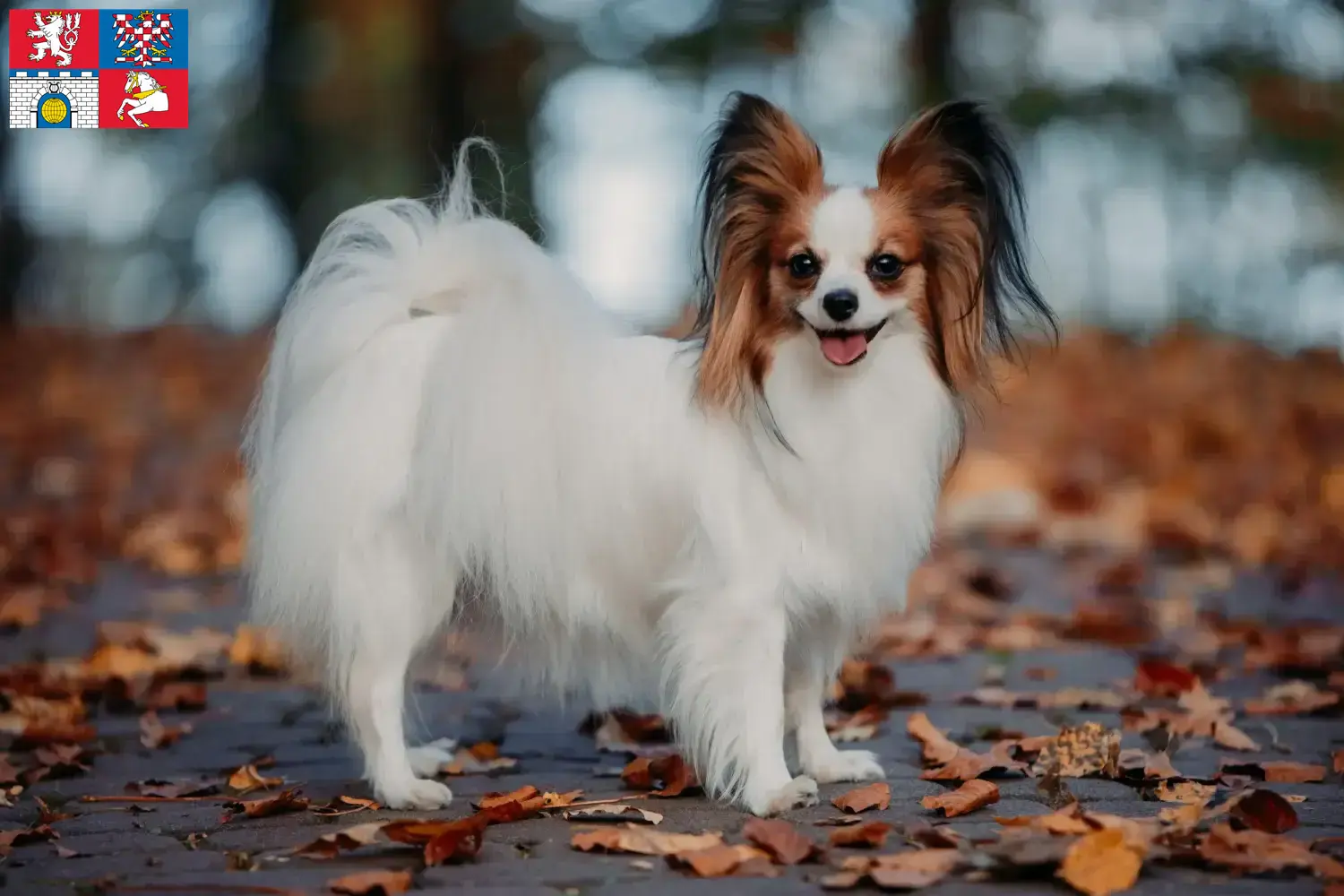 Přečtete si více ze článku Kontinentální trpasličí španěl – chovatelé a štěňata v Pardubicích
