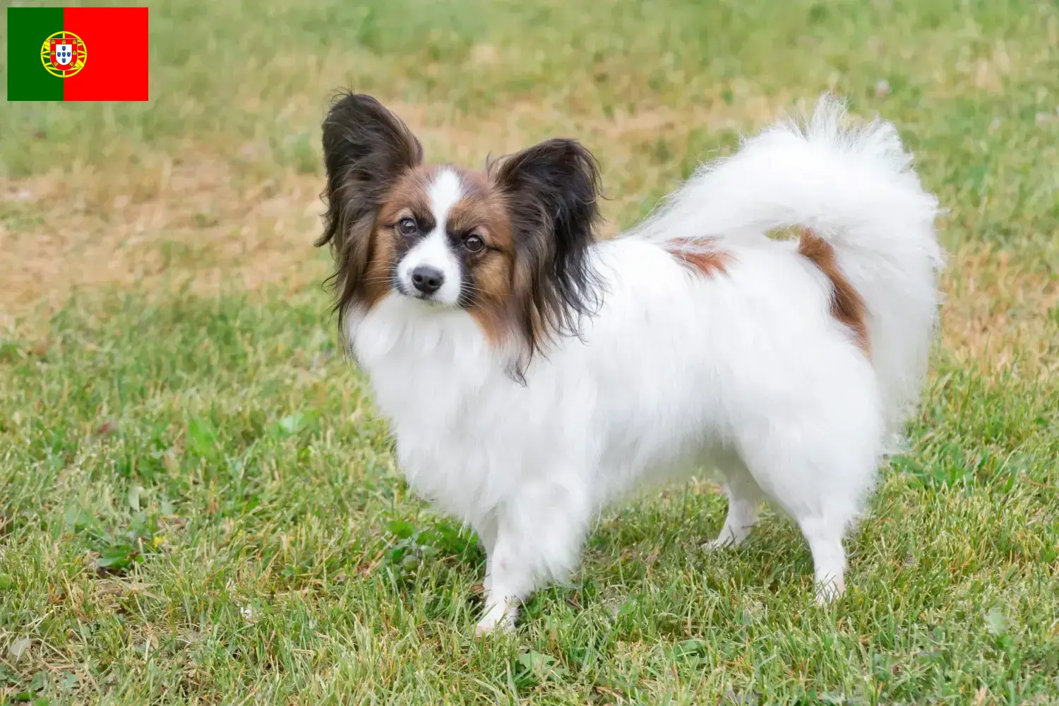 Kontinentální miniaturní španěl štěňata a chovatelé Portugalsko Zde najdete chovatele kontinentálních trpasličích španělů v Portugalsku.