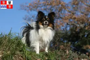 Přečtete si více ze článku Kontinentální trpasličí španěl a štěňata ve Středočeském kraji