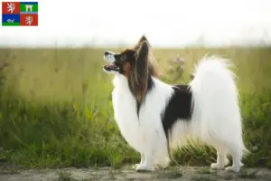 Přečtete si více ze článku Chovatelé kontinentálních trpasličích španělů a štěňat v Ústí nad Labem