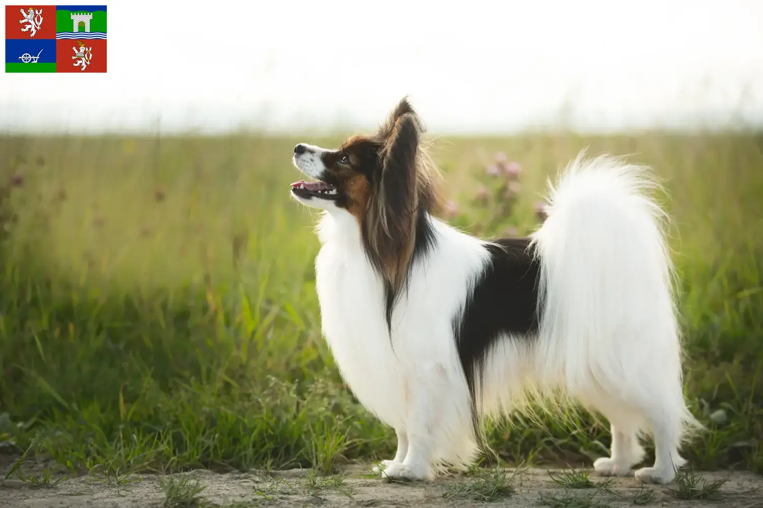 Přečtete si více ze článku Chovatelé kontinentálních trpasličích španělů a štěňat v Ústí nad Labem