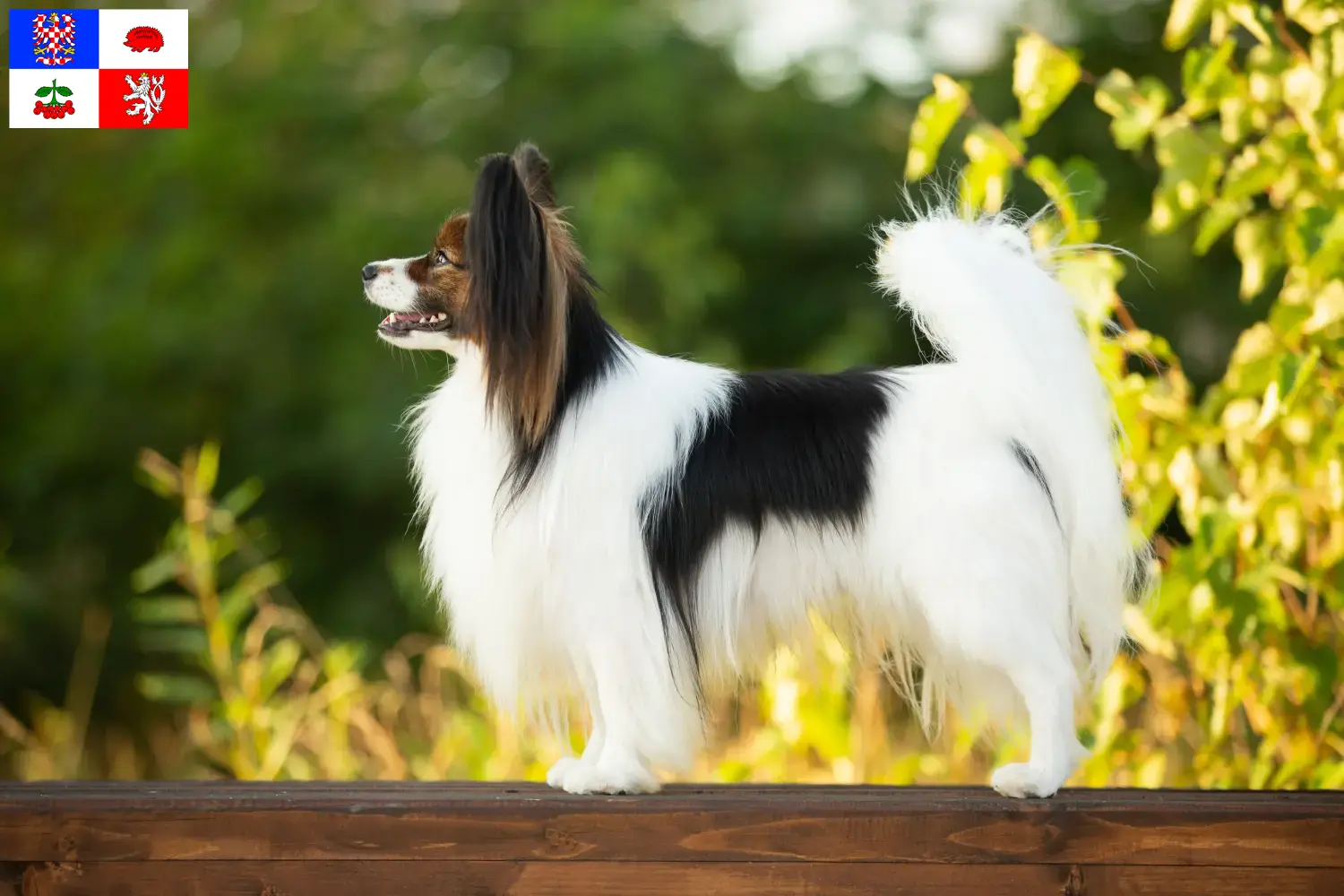 Přečtete si více ze článku Kontinentální trpasličí španěl – chovatelé a štěňata na Vysočině