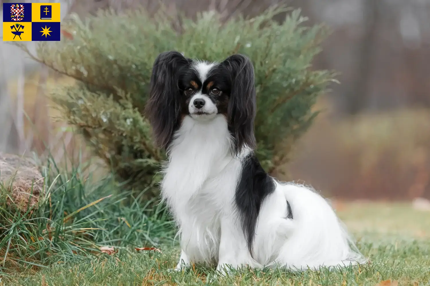 Přečtete si více ze článku Chovatelé kontinentálních trpasličích španělů a štěňat ve Zlíně