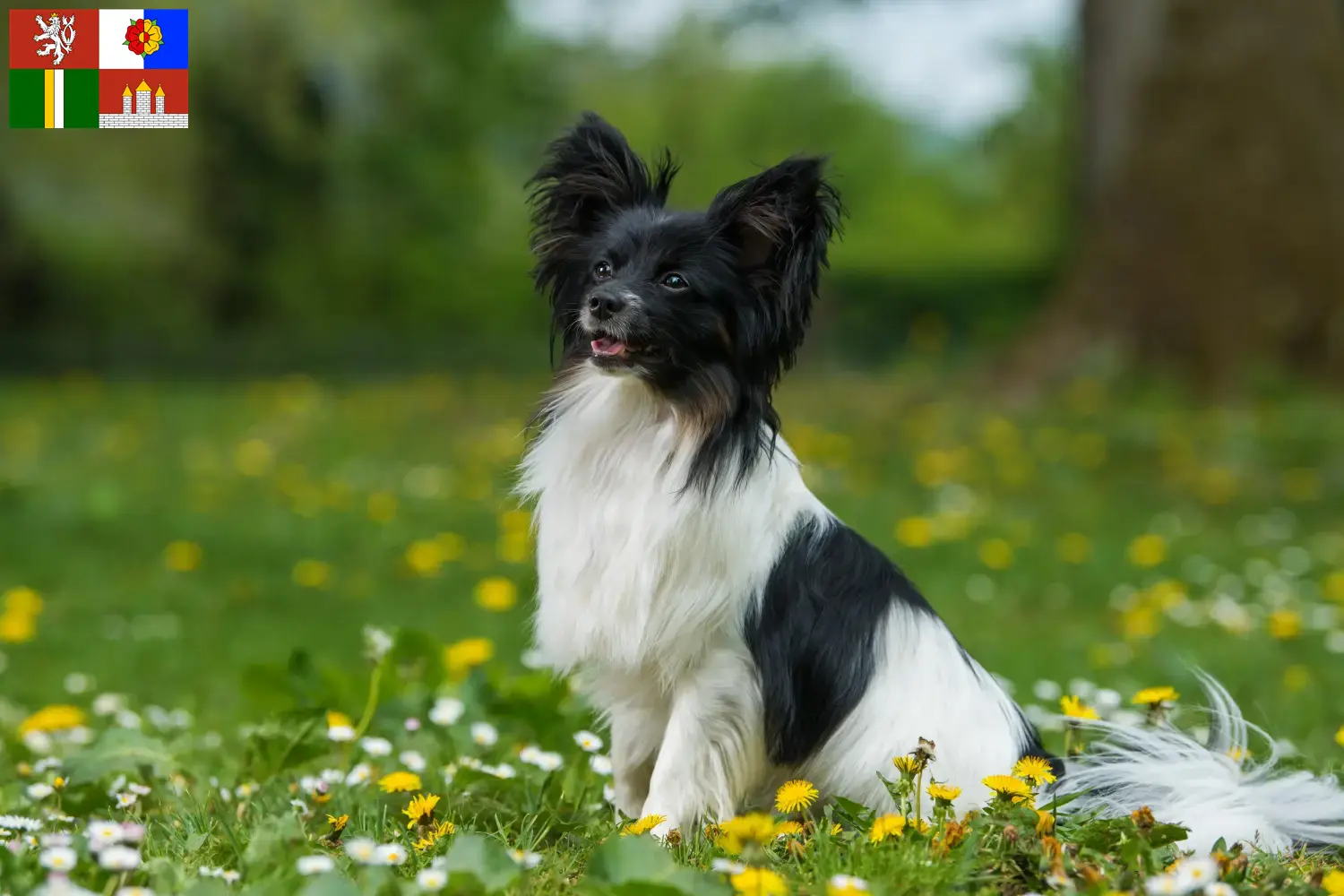 Přečtete si více ze článku Kontinentální trpasličí španěl – chovatelé a štěňata v Jihočeském kraji