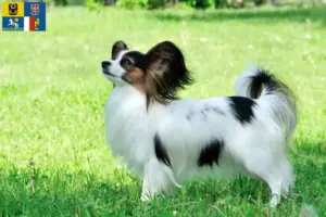 Přečtete si více ze článku Chovatelé kontinentálních trpasličích španělů a štěňat v Moravskoslezském kraji