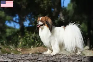 Přečtete si více ze článku Kontinentální trpasličí španěl – chovatelé a štěňata v USA