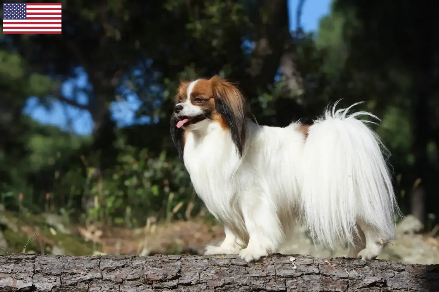 Kontinentální miniaturní španěl štěňata a chovatelé USA Zde najdete chovatele kontinentálních trpasličích španělů v USA.