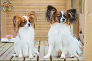 Přečtete si více ze článku Chovatelé kontinentálních trpasličích španělů a štěňat v Praze