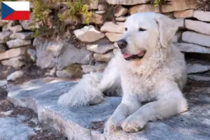 Přečtete si více ze článku Chovatelé a štěňata kuvaszů v České republice