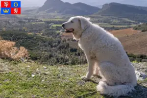 Přečtete si více ze článku Chovatelé kuvaszů a štěňat v Hradci Králové