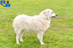 Přečtete si více ze článku Chovatel Kuvasz a štěňata v Olomouci