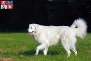 Přečtete si více ze článku Chovatel Kuvasz a štěňata v Pardubicích