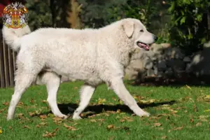 Přečtete si více ze článku Chovatelé kuvaszů a štěňat v Praze