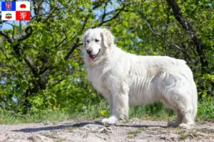Přečtete si více ze článku Chovatel Kuvasz a štěňata na Vysočině