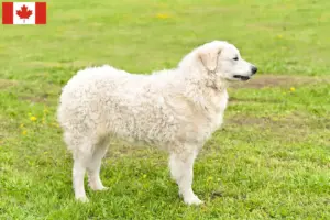 Přečtete si více ze článku Chovatelé kuvaszů a štěňat v Kanadě