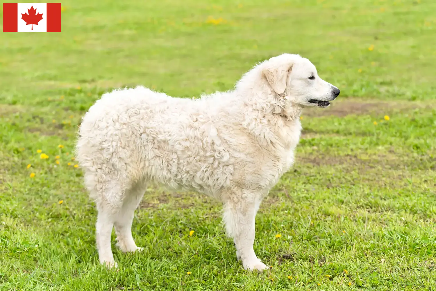 Kuvasz štěňata a chovatelé Kanada Zde najdete chovatele plemene Kuvasz v Kanadě.