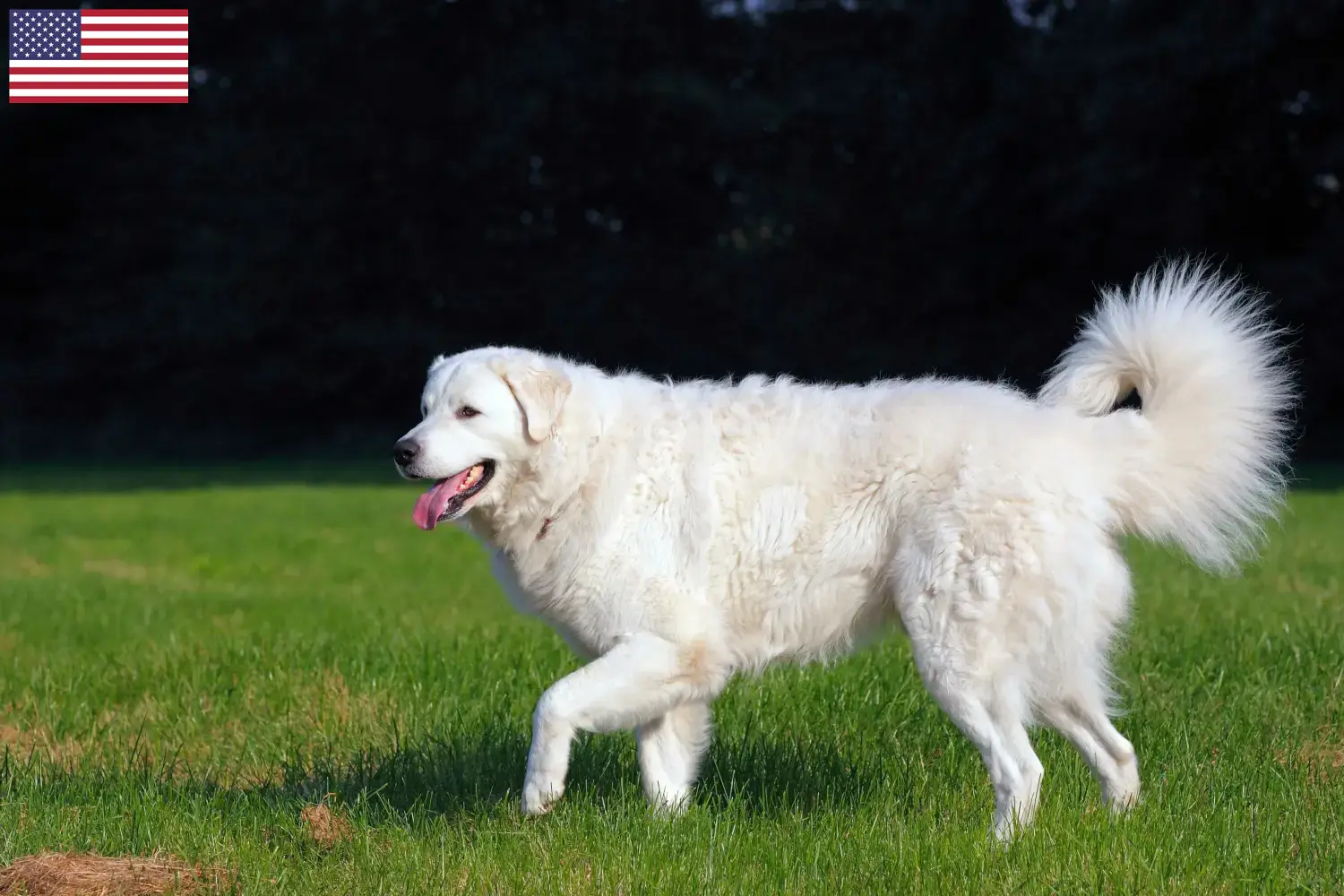 Kuvasz štěňata a chovatelé USA Zde najdete chovatele kuvaszů v USA.