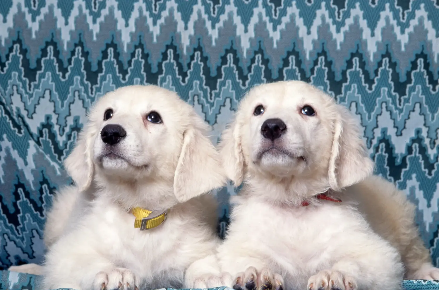 Koupit si štěně kuvase znamená převzít odpovědnost! Prodám štěňata kuvaszů.