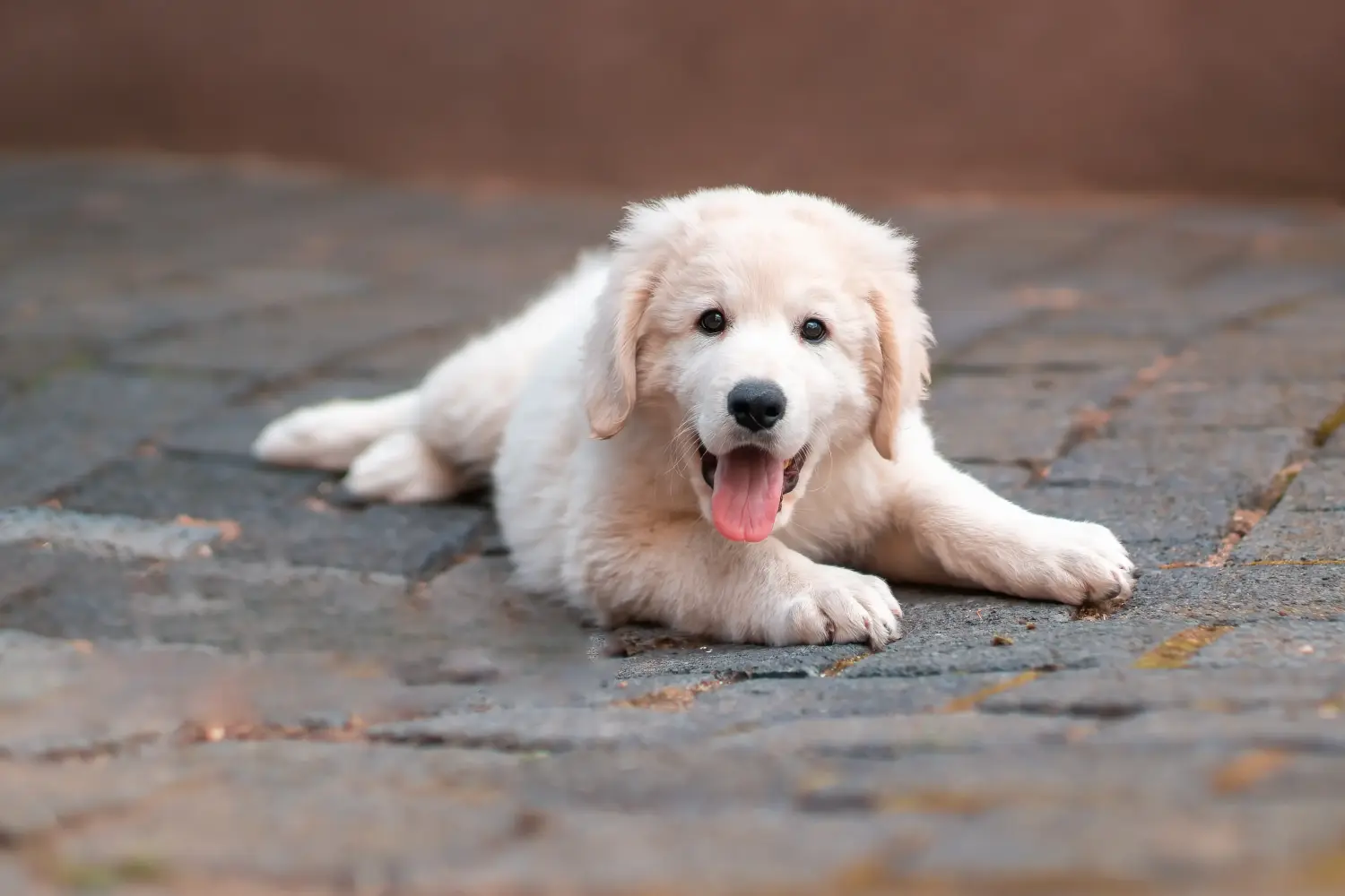 Koupit si štěně kuvase znamená převzít odpovědnost! Prodám štěňata kuvaszů.