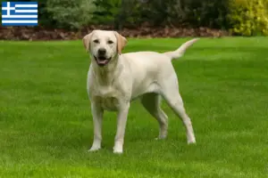 Přečtete si více ze článku Chovatelé labradorů a štěňat v Řecku