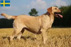 Přečtete si více ze článku Chovatelé labradorů a štěňat ve Švédsku