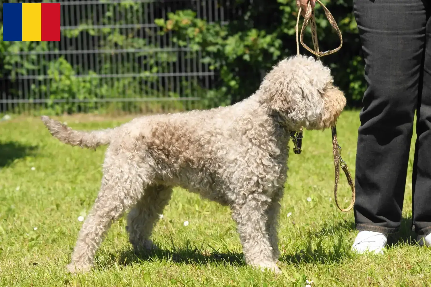 Lagotto Romagnolo štěňata a chovatelé Rumunsko Zde najdete chovatele Lagotto Romagnolo v Rumunsku.
