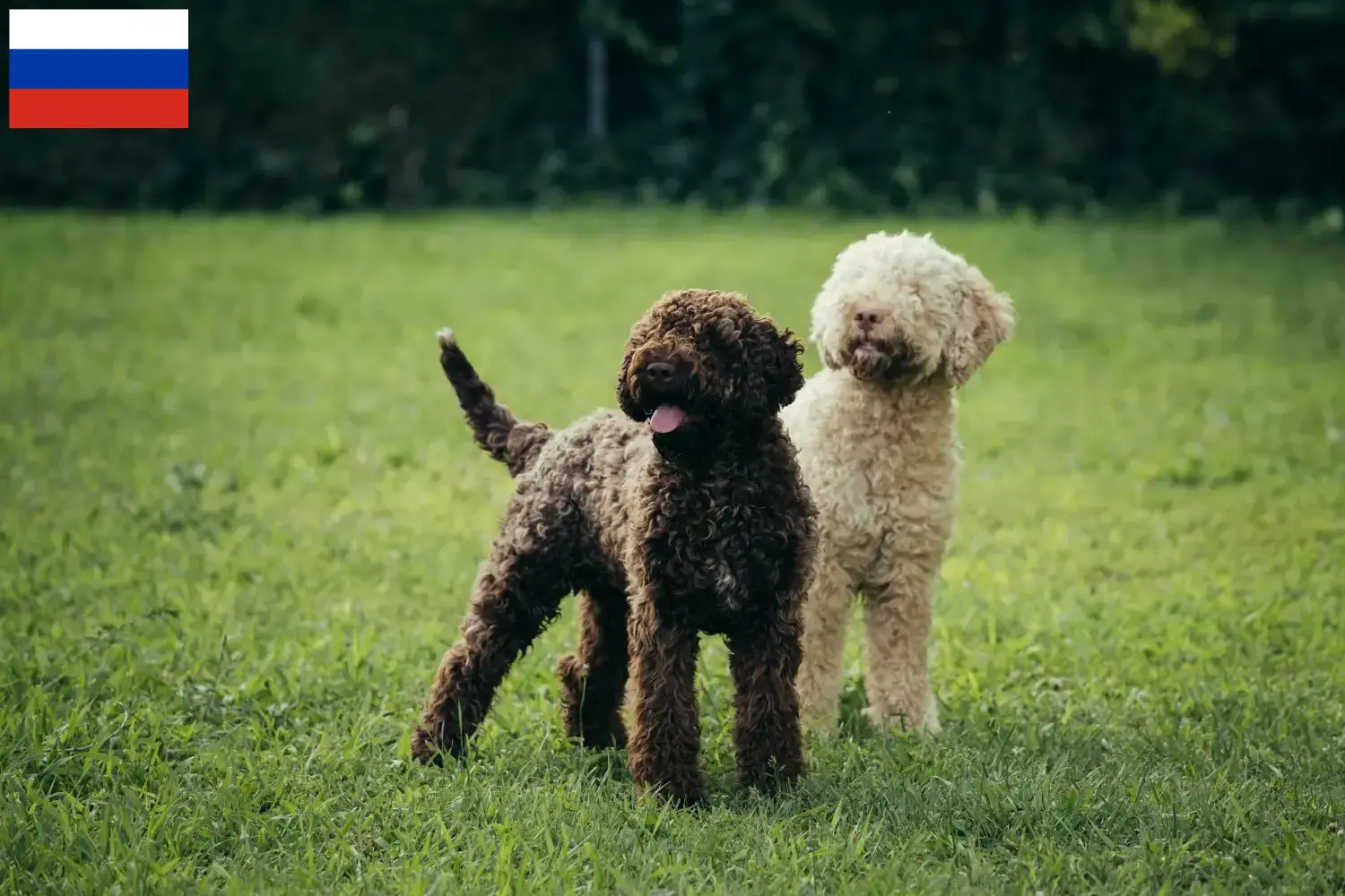 Lagotto Romagnolo štěňata a chovatelé Rusko Zde najdete chovatele Lagotto Romagnolo v Rusku.
