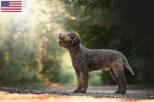 Přečtete si více ze článku Chovatelé a štěňata Lagotto Romagnolo v USA