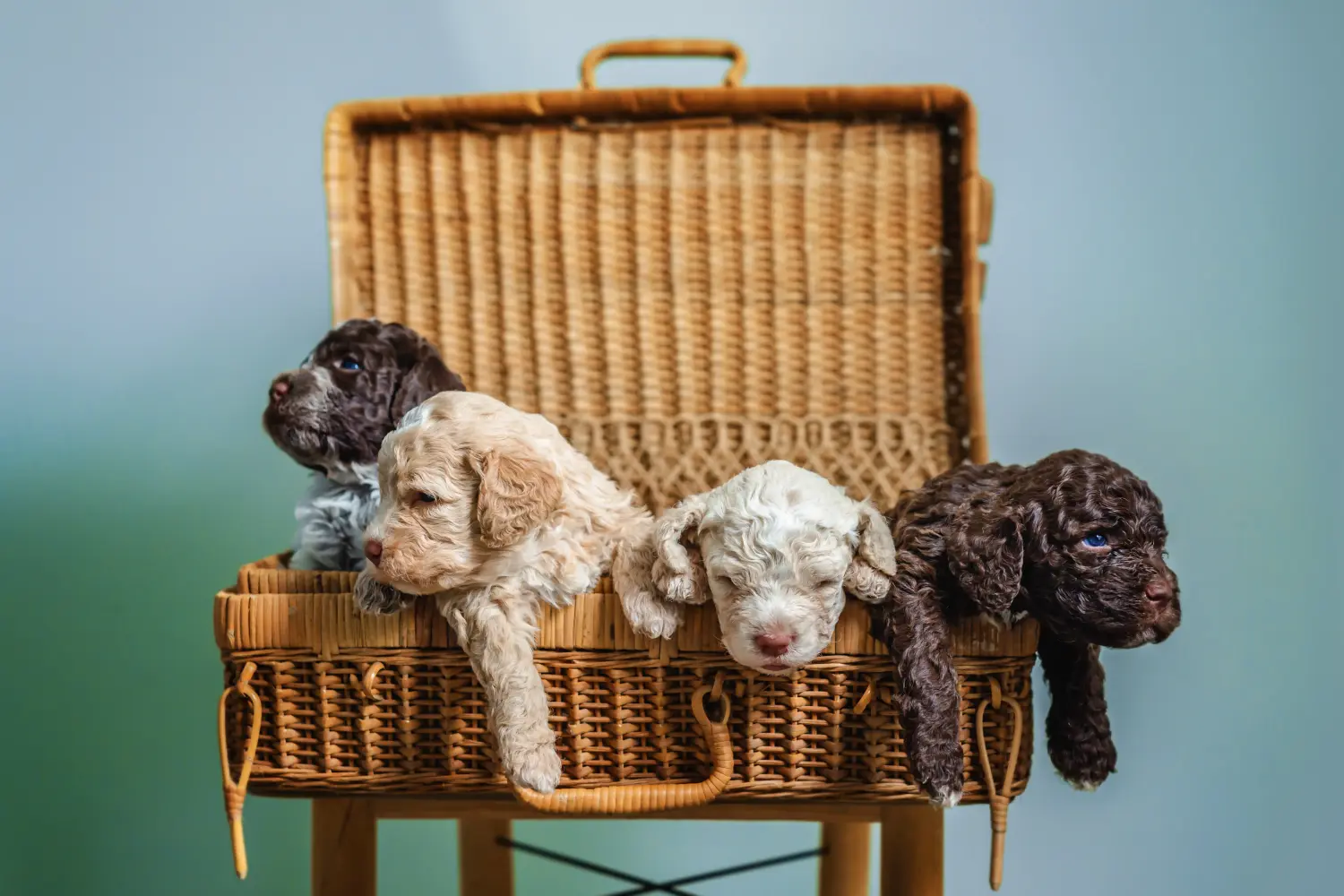 Koupit si štěně Lagotto Romagnolo znamená převzít odpovědnost! Prodám štěňata Lagotto Romagnolo.
