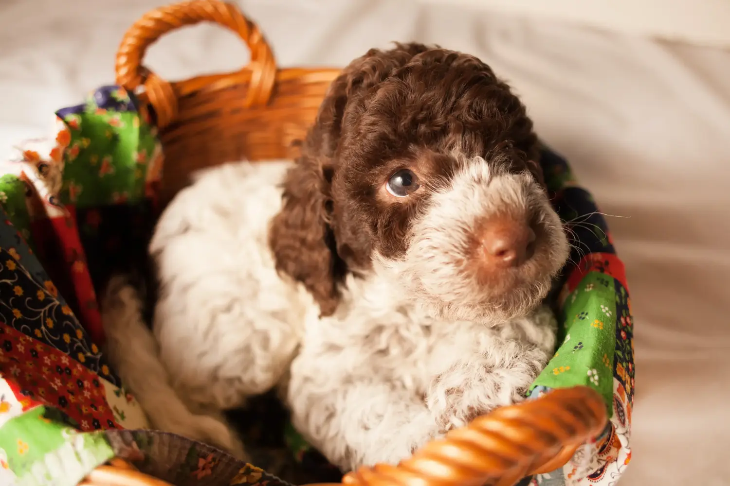 Koupit si štěně Lagotto Romagnolo znamená převzít odpovědnost! Prodám štěňata Lagotto Romagnolo.