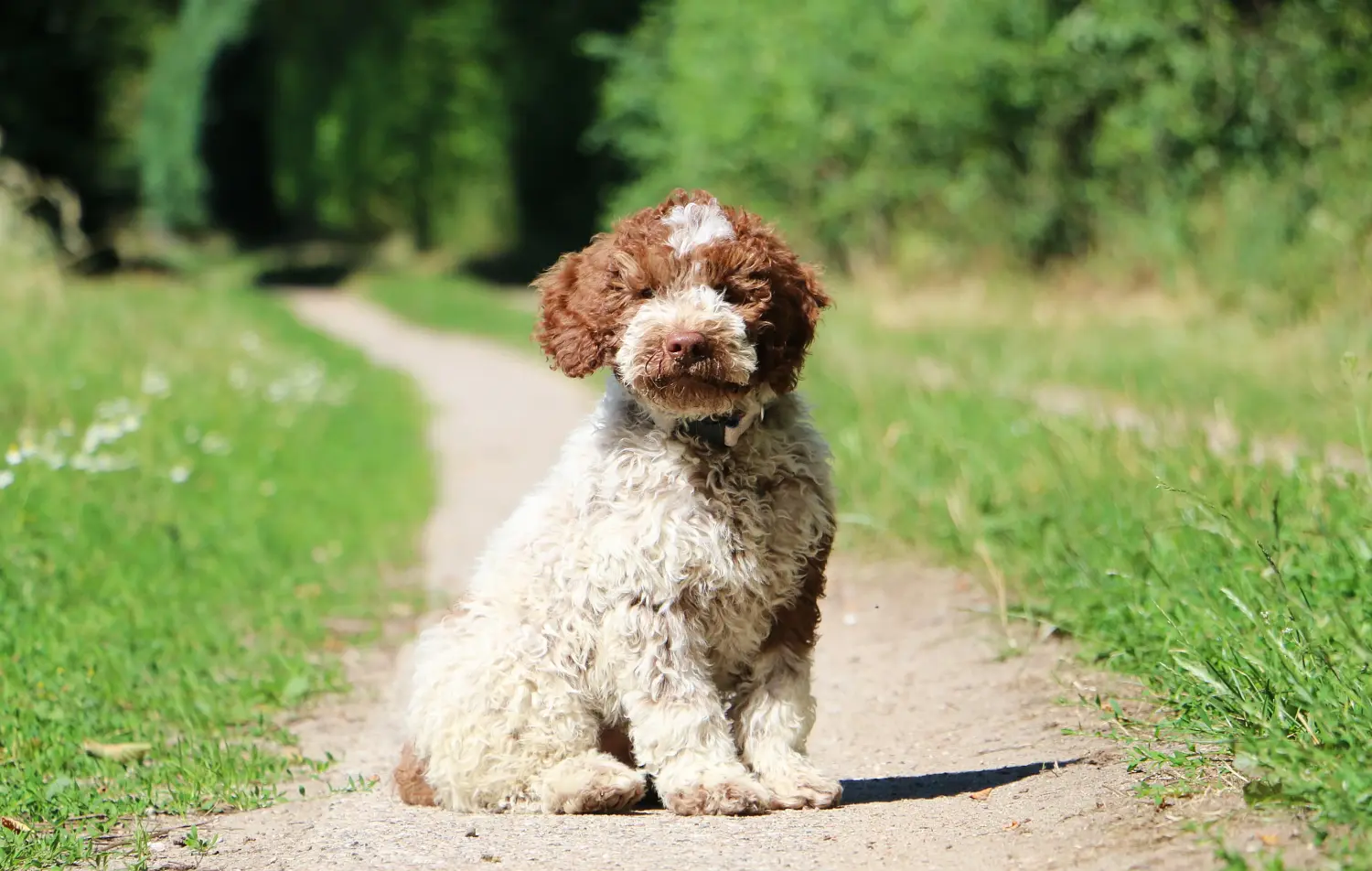 Koupit si štěně Lagotto Romagnolo znamená převzít odpovědnost! Prodám štěňata Lagotto Romagnolo.