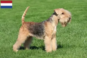 Přečtete si více ze článku Chovatelé lakelandských teriérů a štěňat v Nizozemsku