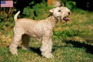 Přečtete si více ze článku Chovatelé a štěňata Lakeland teriérů v USA