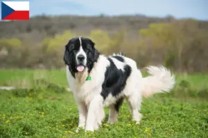 Přečtete si více ze článku Chovatelé a štěňata landseerů v České republice