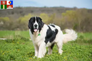 Přečtete si více ze článku Landseer chovatelé a štěňata v jižních Čechách