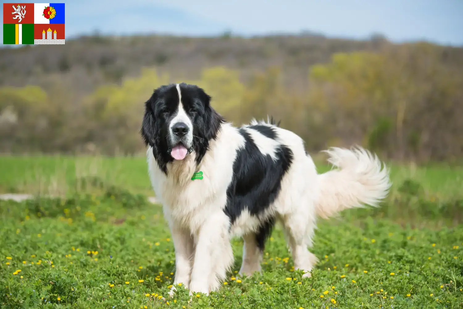Přečtete si více ze článku Landseer chovatelé a štěňata v jižních Čechách