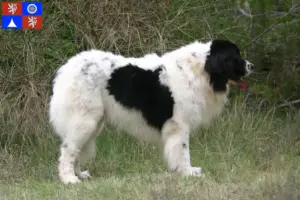 Přečtete si více ze článku Chovatelé a štěňata landseerů v Liberci